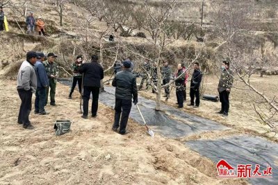 ​秦安县安伏镇：推进果园提质增效 助力乡村振兴