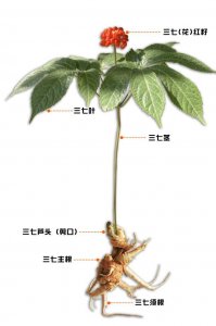 ​认识三七，三七是什么植物？