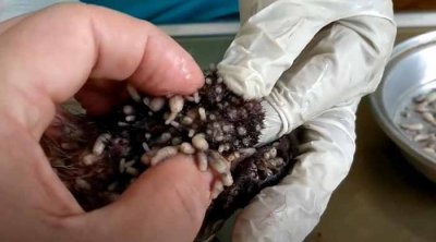 ​动物急救纪录片《寄生马蝇幼虫》全1季自媒体解说素材