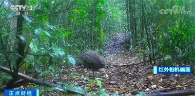 ​云南大围山首次拍到濒危物种灰孔雀雉