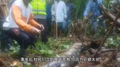 ​印尼，一女子被巨蟒吞吃
