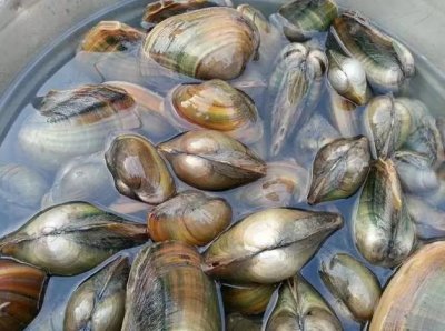 ​河蚌吃什么怎么家养（河蚌在家怎么喂养）