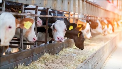 ​预混料十大名牌排行（为啥现在预混料品牌这么杂）