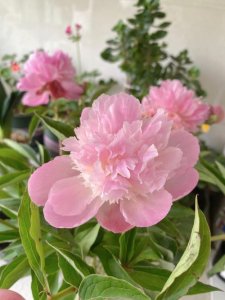 ​芍药花什么时候开花（芍药花开花时间介绍）