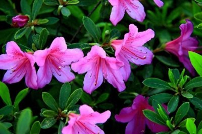 ​杜鹃花是映山红花吗？杜鹃花和映山红有什么区别？