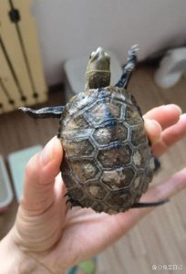 ​乌龟腐甲、腐皮、白眼病？症状图解+治疗方案