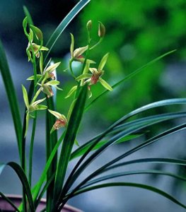 ​12首唯美兰花诗词，12种不同心境，写尽兰花的高雅，字字意蕴深远