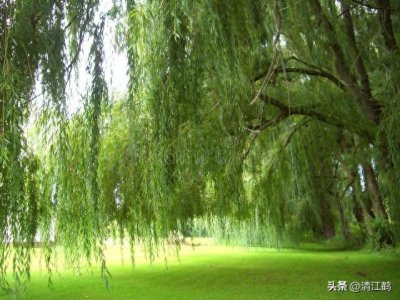 ​风情万种的“垂柳”赐姓“杨柳”人称垂丝柳，园艺栽培中的佼佼者
