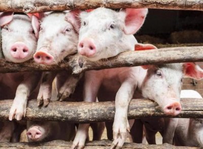 ​农村养猪革新之路：揭秘养殖新宝典，打造暴利养猪法