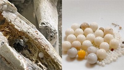 ​佛门圣物“舍利”，难道是一个骗局？1000倍显微镜下惊现五座佛像