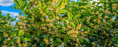 ​砍桂花树的人叫什么名字