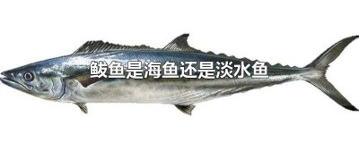 ​海鲅和淡水鲅鱼 鲅鱼是深海水鱼吗