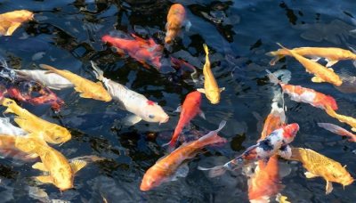 ​鲤鱼旗现实中是什么节日的象征 鲤鱼旗在现实中是什么节日的象征