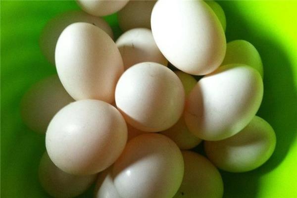 鸽子蛋可以煎着吃吗 味道很不错 鸽子蛋可以煎着吃吗 味道很不错