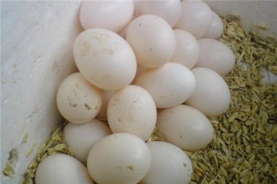 ​鸽子蛋可以煎着吃吗 味道很不错