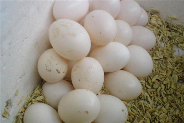 鸽子蛋可以煎着吃吗 味道很不错 鸽子蛋可以煎着吃吗 味道很不错