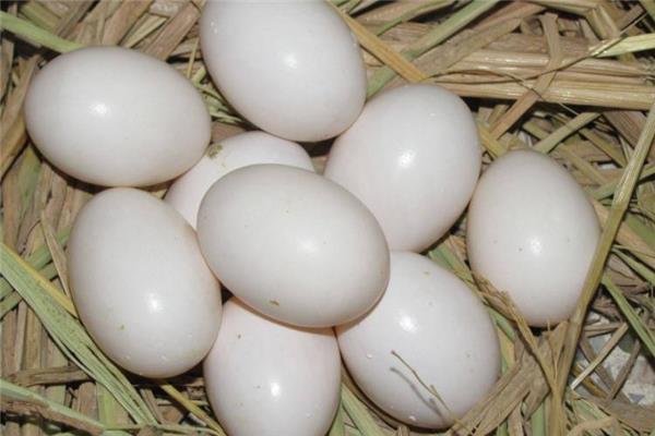 鸽子蛋可以煎着吃吗 味道很不错 鸽子蛋可以煎着吃吗 味道很不错
