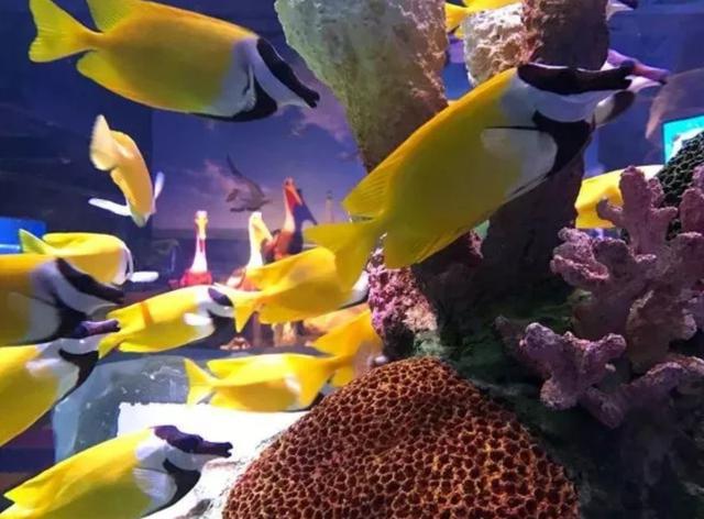 南京海底世界门票免票 南京海底世界请你们全班免费玩啦(21)