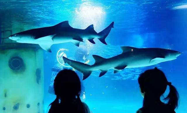 南京海底世界门票免票 南京海底世界请你们全班免费玩啦(19)