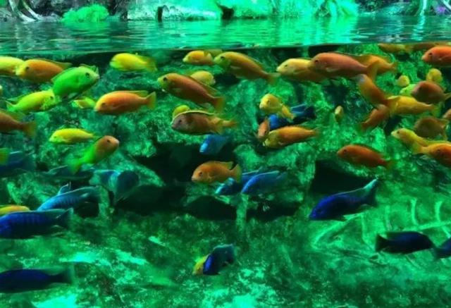 南京海底世界门票免票 南京海底世界请你们全班免费玩啦(15)