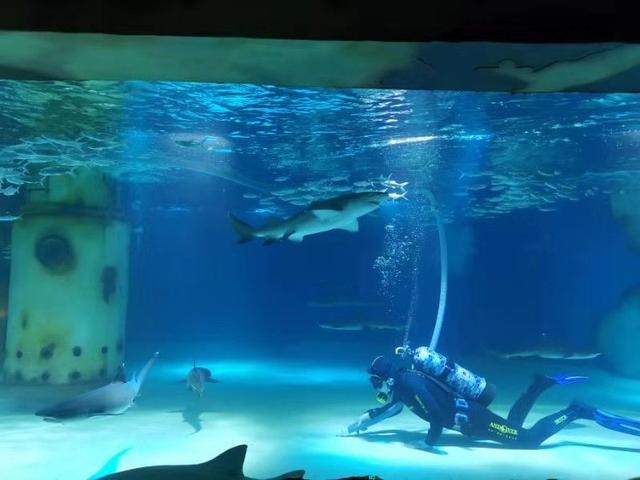 南京海底世界门票免票 南京海底世界请你们全班免费玩啦(26)