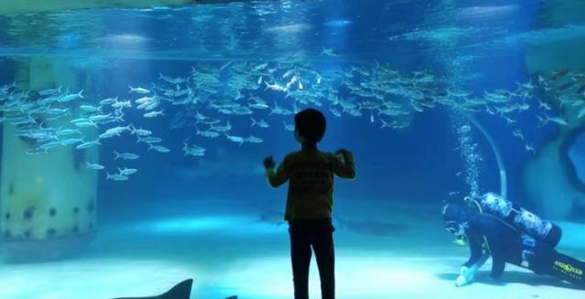 南京海底世界门票免票 南京海底世界请你们全班免费玩啦(27)