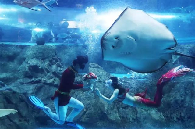 南京海底世界门票免票 南京海底世界请你们全班免费玩啦(23)