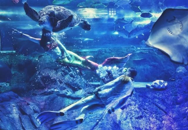 南京海底世界门票免票 南京海底世界请你们全班免费玩啦(22)