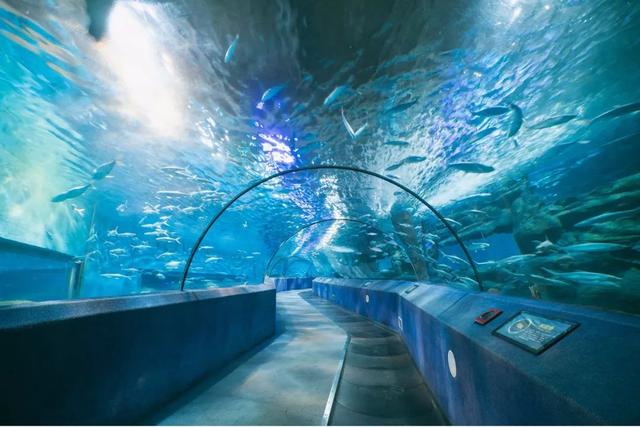 南京海底世界门票免票 南京海底世界请你们全班免费玩啦(6)