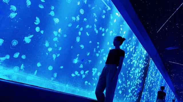 南京海底世界门票免票 南京海底世界请你们全班免费玩啦(12)