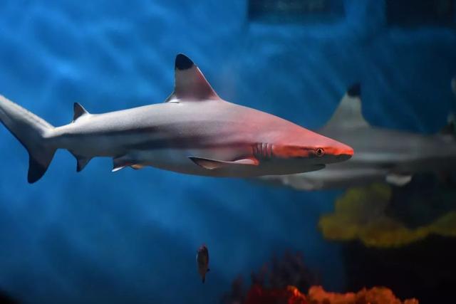 南京海底世界门票免票 南京海底世界请你们全班免费玩啦(20)