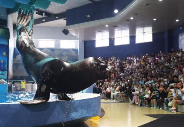 南京海底世界门票免票 南京海底世界请你们全班免费玩啦(24)