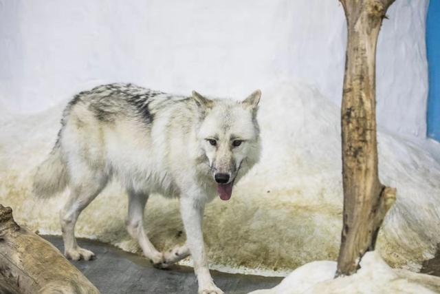 南京海底世界门票免票 南京海底世界请你们全班免费玩啦(17)