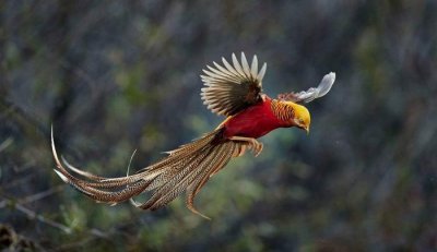​叶似枸杞，花似锦鸡，人称锦鸡儿，花药食同源，有3大厉害妙用