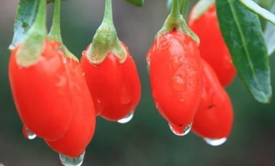 每天吃枸杞的好处 保护心脏帮助减轻体重