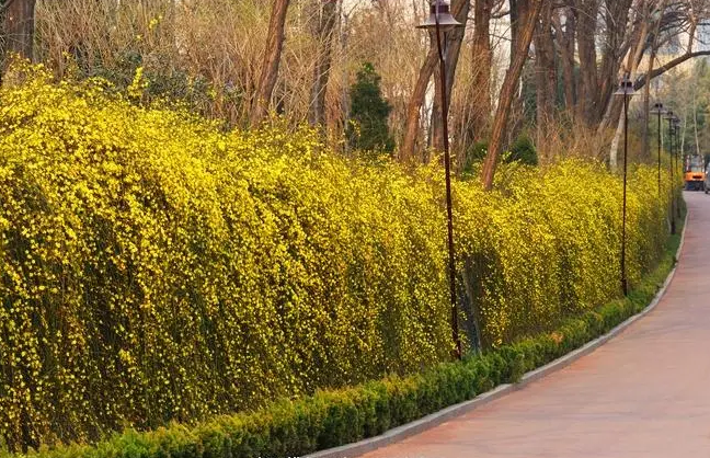 春天开的花（春季有哪些花可以盛开）