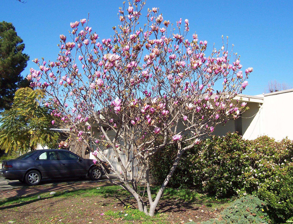 春天开的花（春季有哪些花可以盛开）
