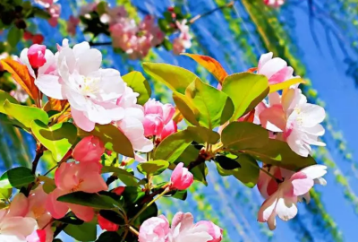 ​春天开的花（春季有哪些花可以盛开）