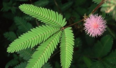 ​含羞草的外形特点,含羞草是什么植物