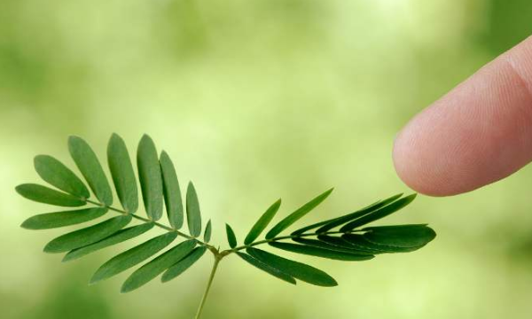 含羞草的外形特点,含羞草是什么植物图3