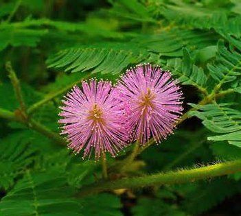 含羞草的外形特点,含羞草是什么植物图4