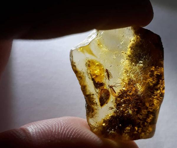 琥珀的形成过程和条件(琥珀是怎么形成的)(8)