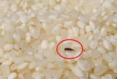 米里面有黑虫怎么办,大米里面长了小黑虫怎么办视频图4