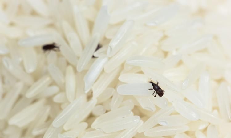 米生黑虫子怎么快速除去?