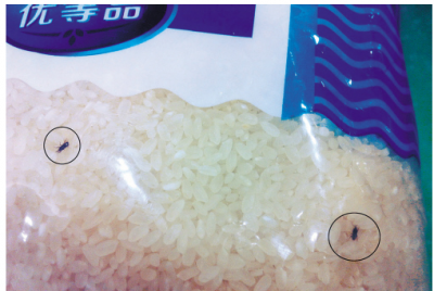 ​米里面有黑虫怎么办,大米里面长了小黑虫怎么办视频