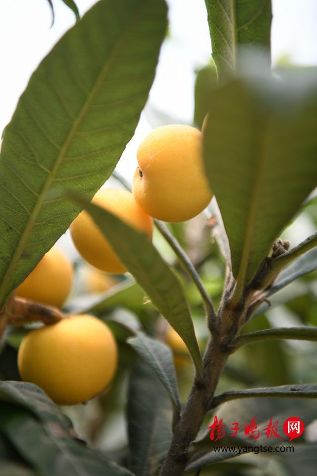 苏州东山白沙枇杷本周末零星开采 15日左右大量上市