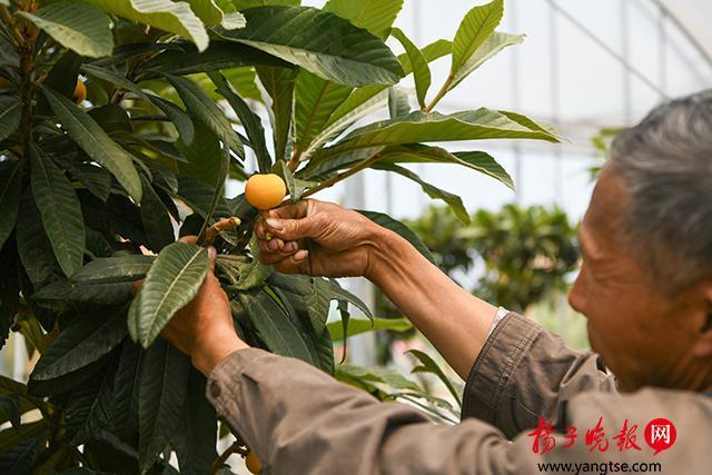 苏州东山白沙枇杷本周末零星开采 15日左右大量上市