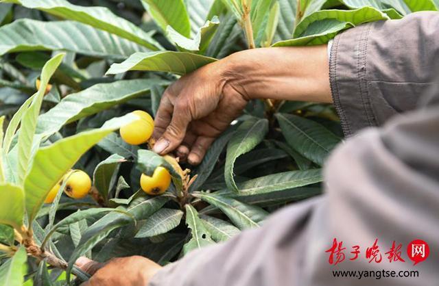 苏州东山白沙枇杷本周末零星开采 15日左右大量上市