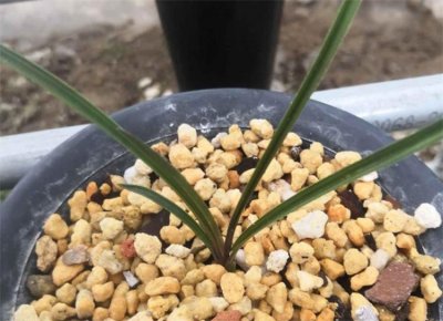 ​红香妃名贵蕙兰，极品中透价值高，珍稀单苗价格10万起步