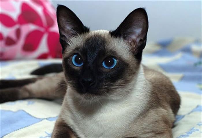猫界的贵族——暹罗猫,家里有矿才能养的一种猫!